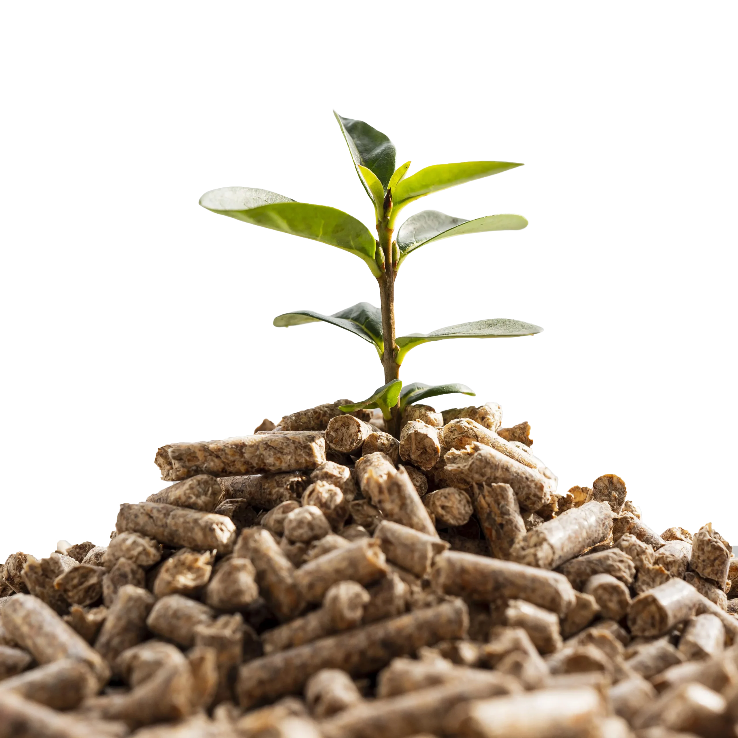 front-view-plant-growing-from-pellets sq